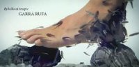 Rybičky Garra Rufa Rybičky Garra Rufa